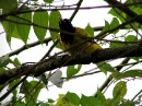 IMG_9359 Oriole * 2048 x 1536 * (957KB)